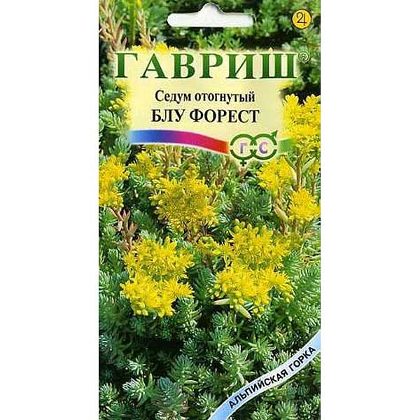 Седум Блу Форрест отогнутый Н8 Гавриш Ц 