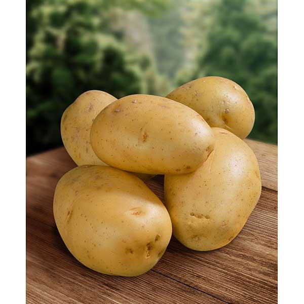 Картофель семенной Прайм РС-1 (цена за 25кг+/-5%) Мск