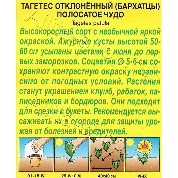 Бархатцы Полосатое чудо Аэлита Ц 