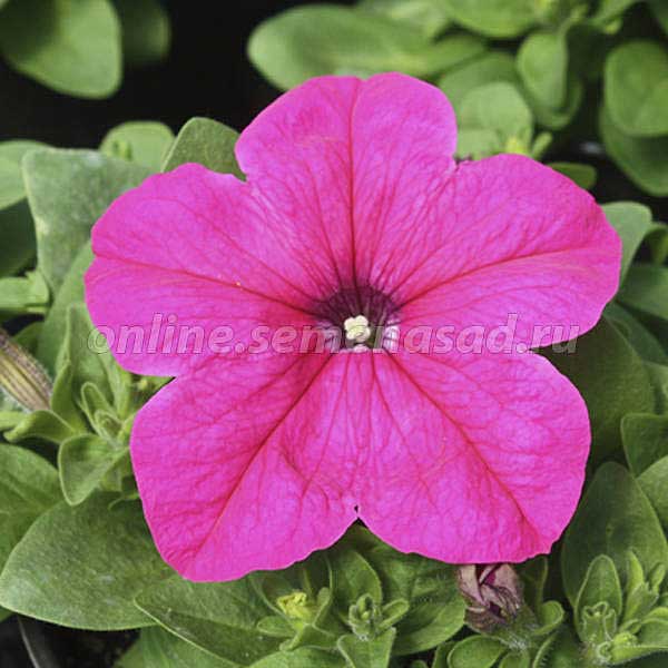 Петуния Суперкаскад Роуз Поиск Ц 