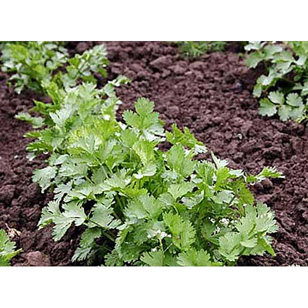 Кориандр Янтарь 100 г Гавриш Ц