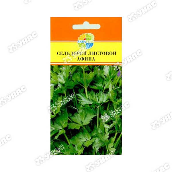 Сельдерей листовой нежный. Дикий сельдерей любисток. Сельдерей афина. Сельдерей листовой ажур. Сельдерей листовой нежность.