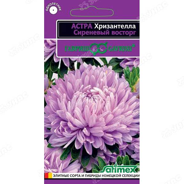 Астра Хризантелла Сиреневый  восторг Гавриш Ц 