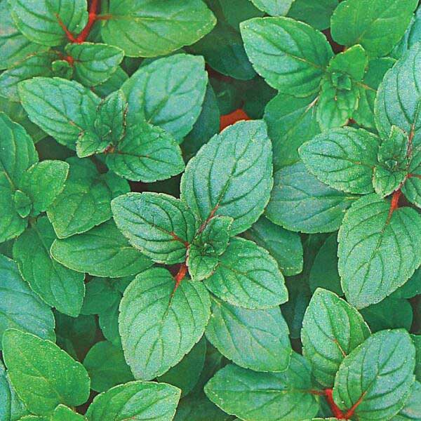 Мята Ментол овощная Аэлита Ц x10