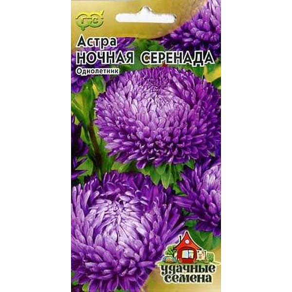 Астра Ночная серенада Удачн.сем. Гавриш Ц 