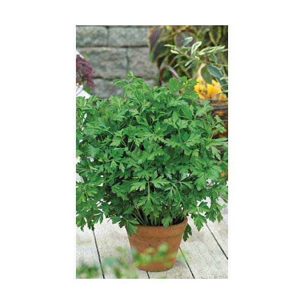 Петрушка листовая Обыкновенная Марс Б