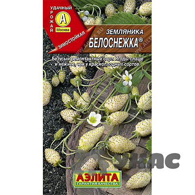 Земляника Белоснежка Аэлита Ц Земляника Белоснежка Аэлита Ц
