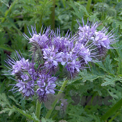 Фацелия 5 кг  Зеленый уголок