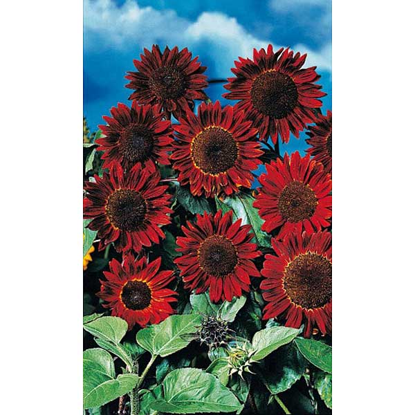 Подсолнечник Малиновая королева Марс Ц 