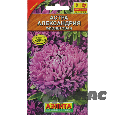 Астра Александрия фиолетовая  Аэлита Ц 