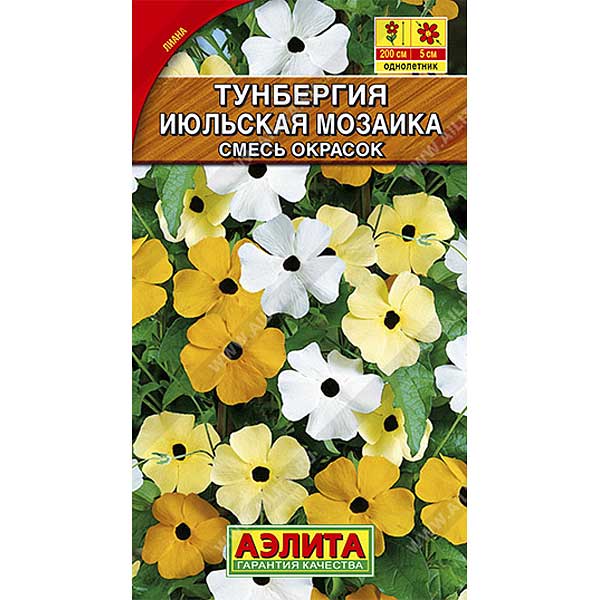 Тунбергия Июльская мозайка Аэлита Ц 