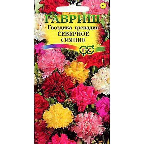 Гвоздика садовая гренадин Северное сияние Гавриш Ц 