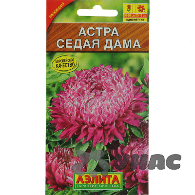 Астра Седая Дама Аэлита Ц 