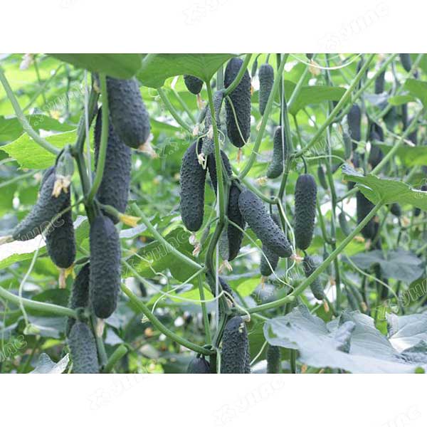 Огурец Бьерн (Нидерланды) Каприс