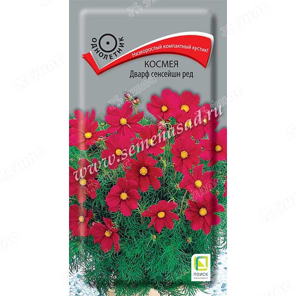 Космея Дварф сенсейшн ред Поиск Ц 