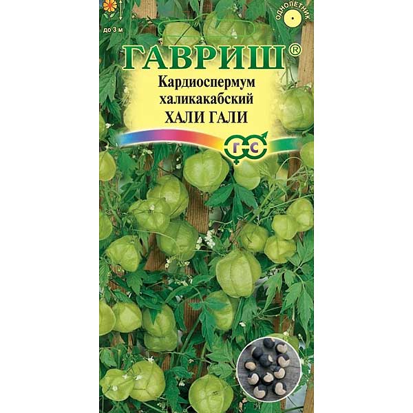 Кардиоспермум халикакабский Хали-Гали Гавриш Ц 