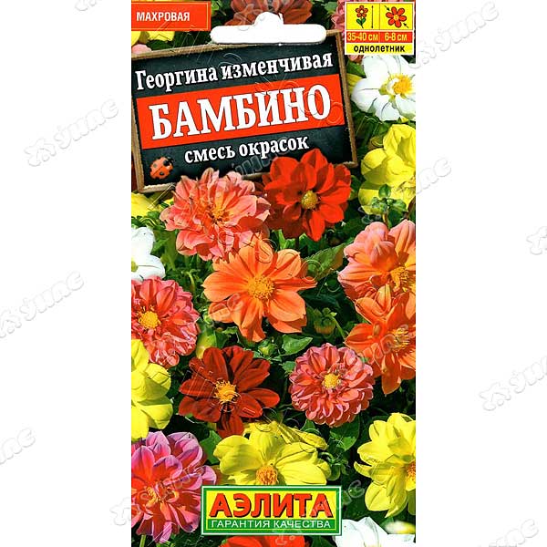 Георгин Бамбино махровая Аэлита Ц 