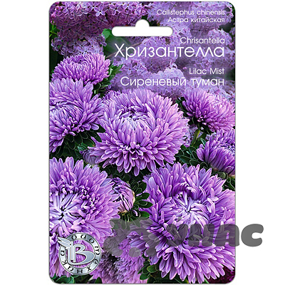 Астра Хризантелла Сиреневый туман Биотехника Ц 