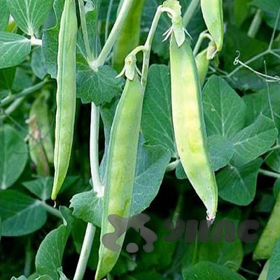 Горох Посевной 0,5 кг Зеленый уголок (20)