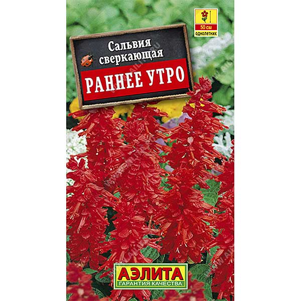 Сальвия Раннее утро Аэлита Ц 