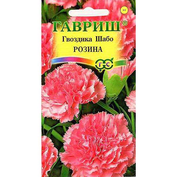 Гвоздика Шабо Розина  Гавриш Ц 