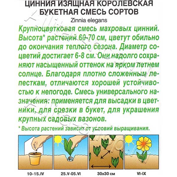 Циния Королевская букетная Аэлита Ц 