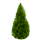 Хвойные