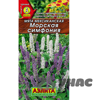 Мята Морская симфония Аэлита Ц