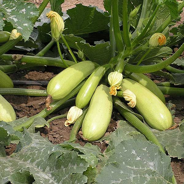 Кабачок Искандер (1000шт) Маринда/Seminis