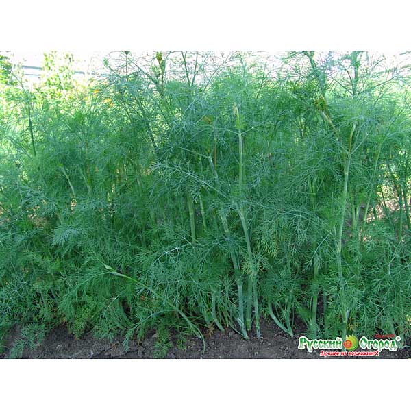 Укроп Аллигатор НК Ц