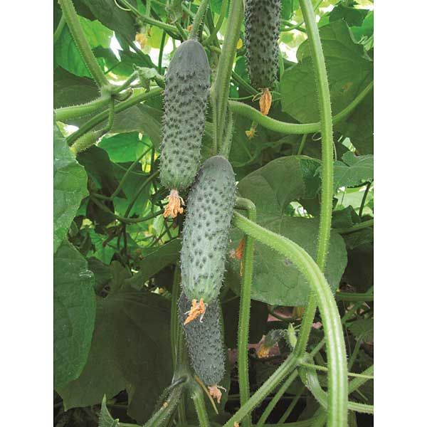 Огурец Бетховен Седек Ц