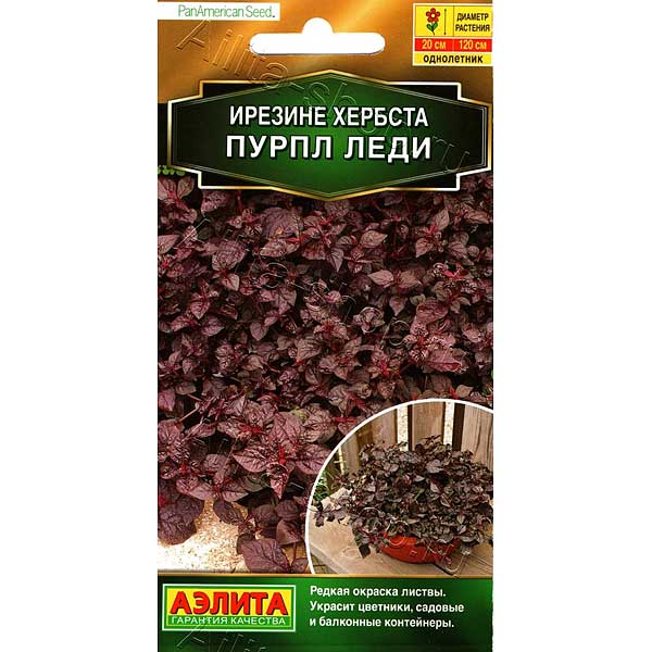 Ирезине Пурпл леди Аэлита Ц 