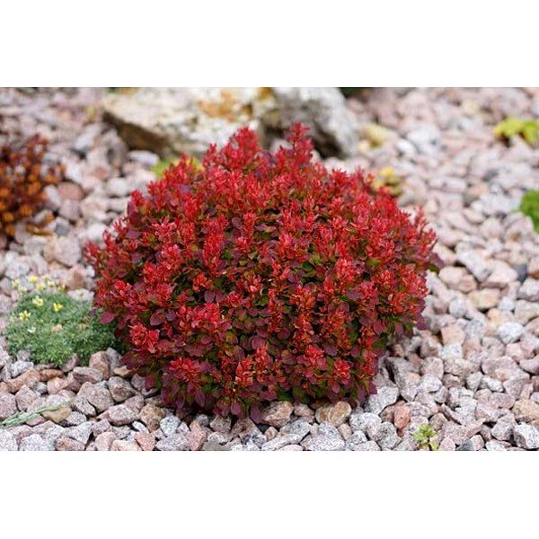 Барбарис Тунберга Ред Компакт P9