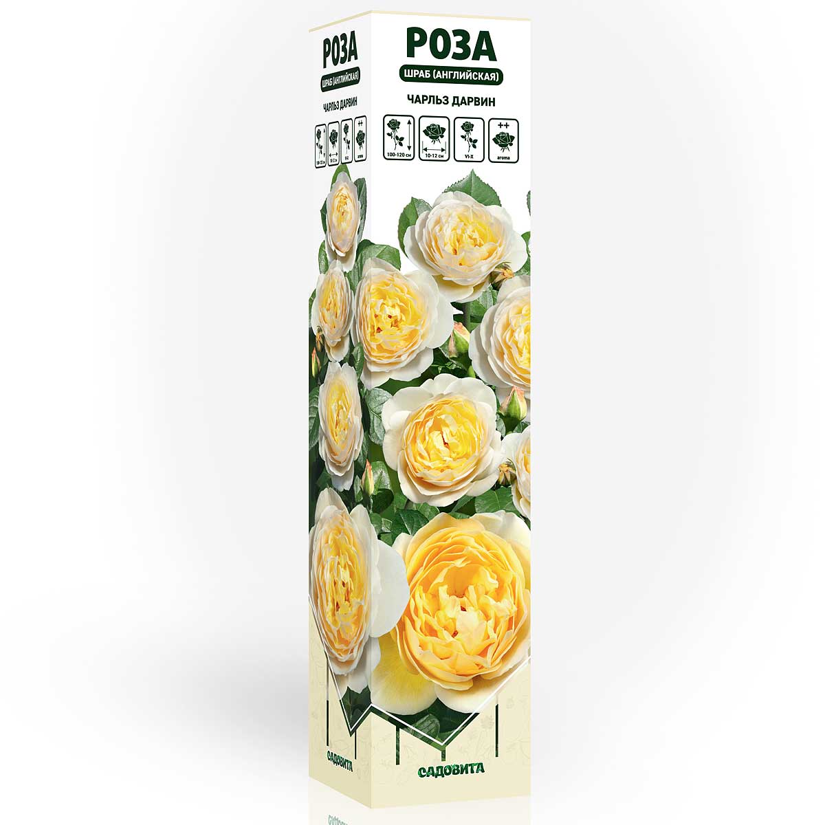 Роза шраб Чарльз Дарвин (английская) Садовита – купить оптом саженцы роз