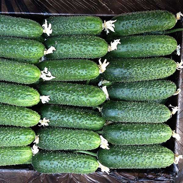 Огурец Ацтек 250шт Бейо