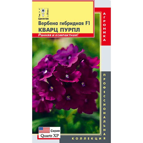 Вербена гибрид. Кварц Пурпл Плазма Ц х10 