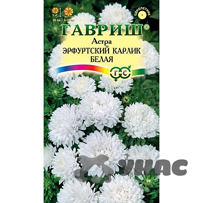 Астра Эрф карлик Белая Гавриш Ц 