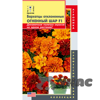 Бархатцы Огненный шар Плазма Ц 