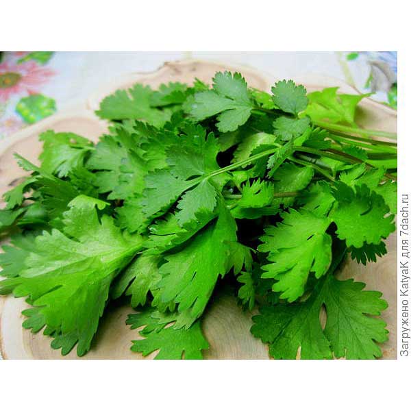 Кориандр Дебют 25г Гавриш Ц