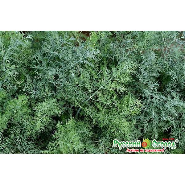 Укроп Русич НК Ц