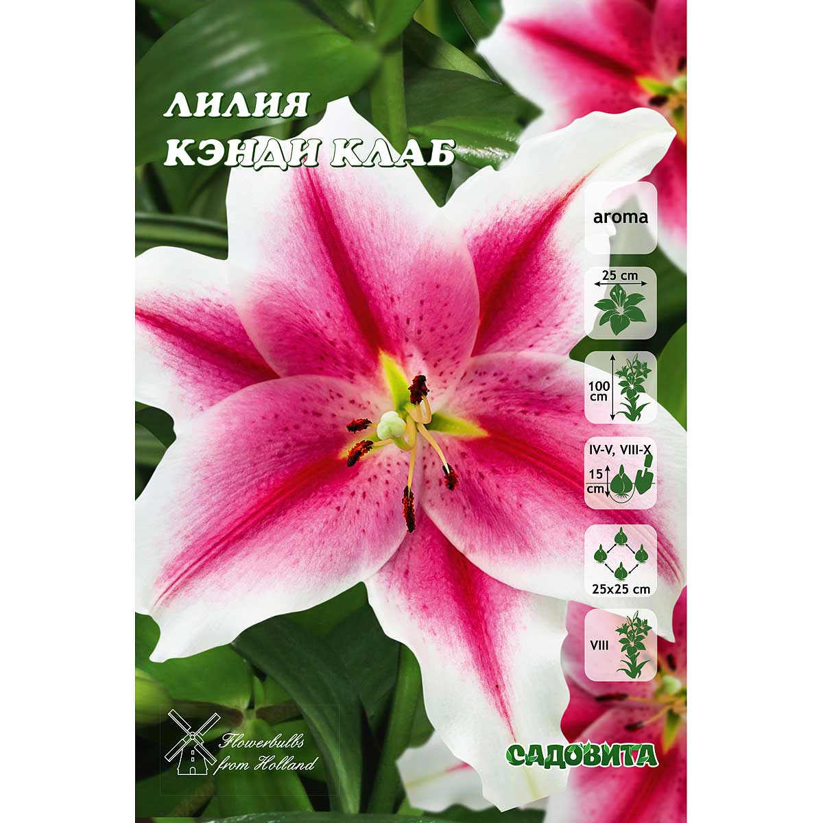 Лилия кэнди клаб фото