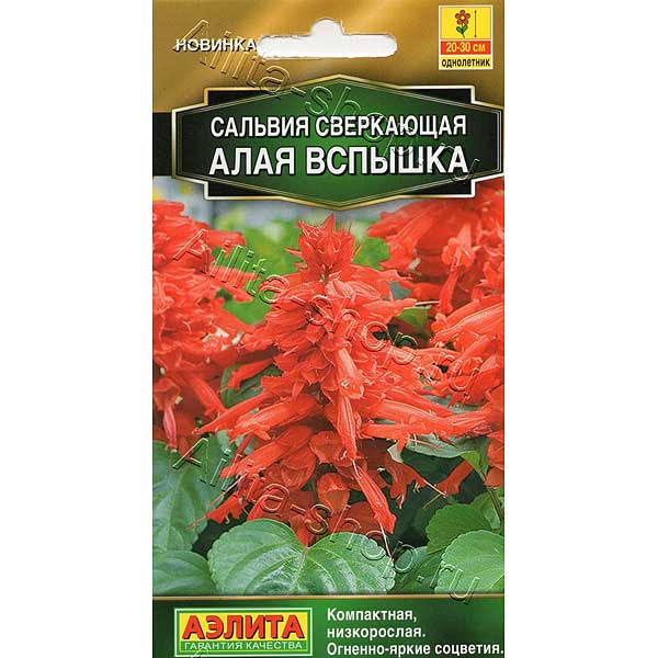Сальвия Алая Вспышка Аэлита Ц 
