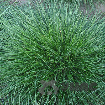 Полевица побегоносная 0,2 кг Зеленый уголок (20)