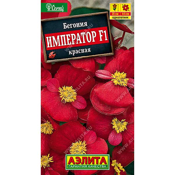 КОМ Бегония Император красная Аэлита Ц 