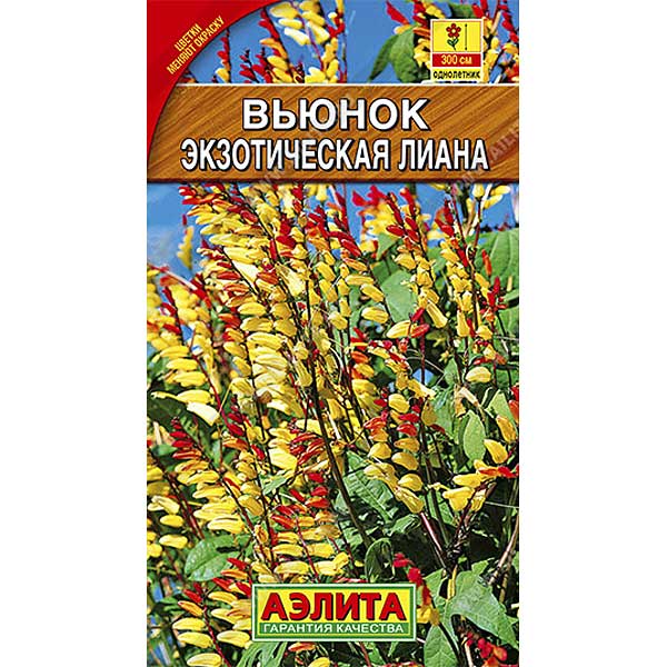 Вьюнок Экзотическая лиана Аэлита Ц 