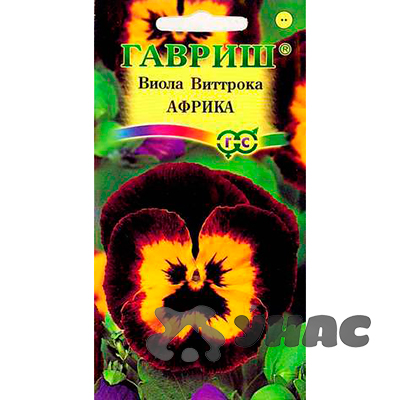 Виола Виттрока Африка Гавриш Ц 