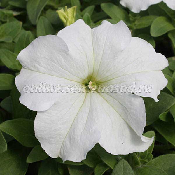Петуния Суперкаскад Вайт Поиск Ц 
