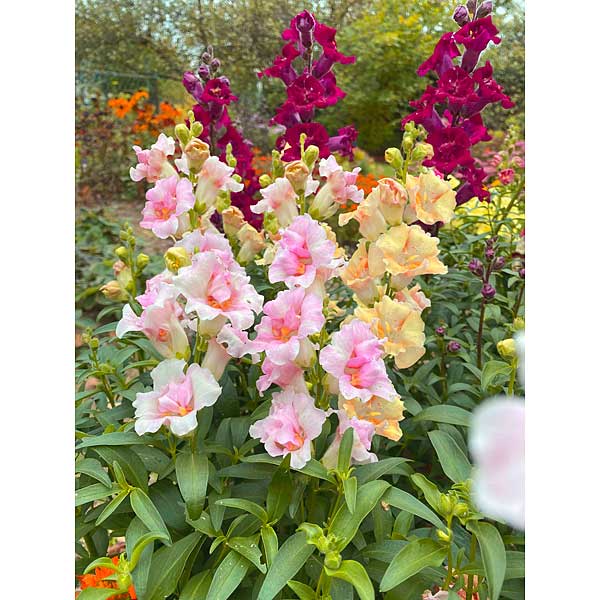 Львиный зев Версаль Микс Премиум Сидс Ц 