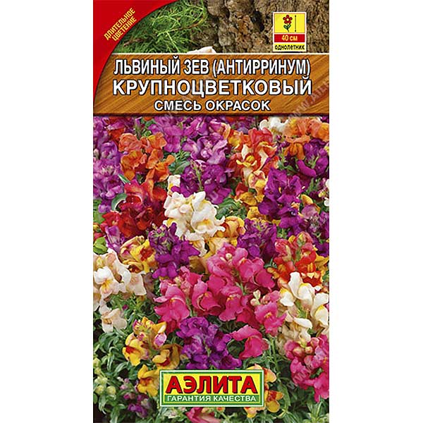 Львиный зев крупноцветковый Аэлита Ц 