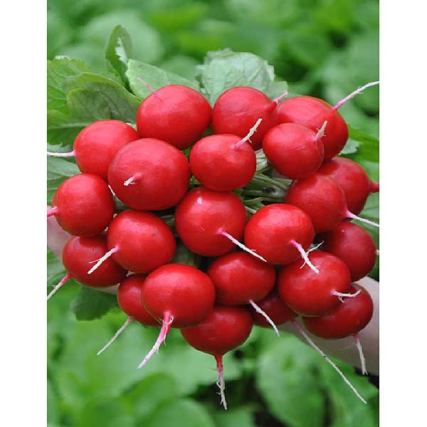 Редис Диего 1000шт ФЛ Престиж